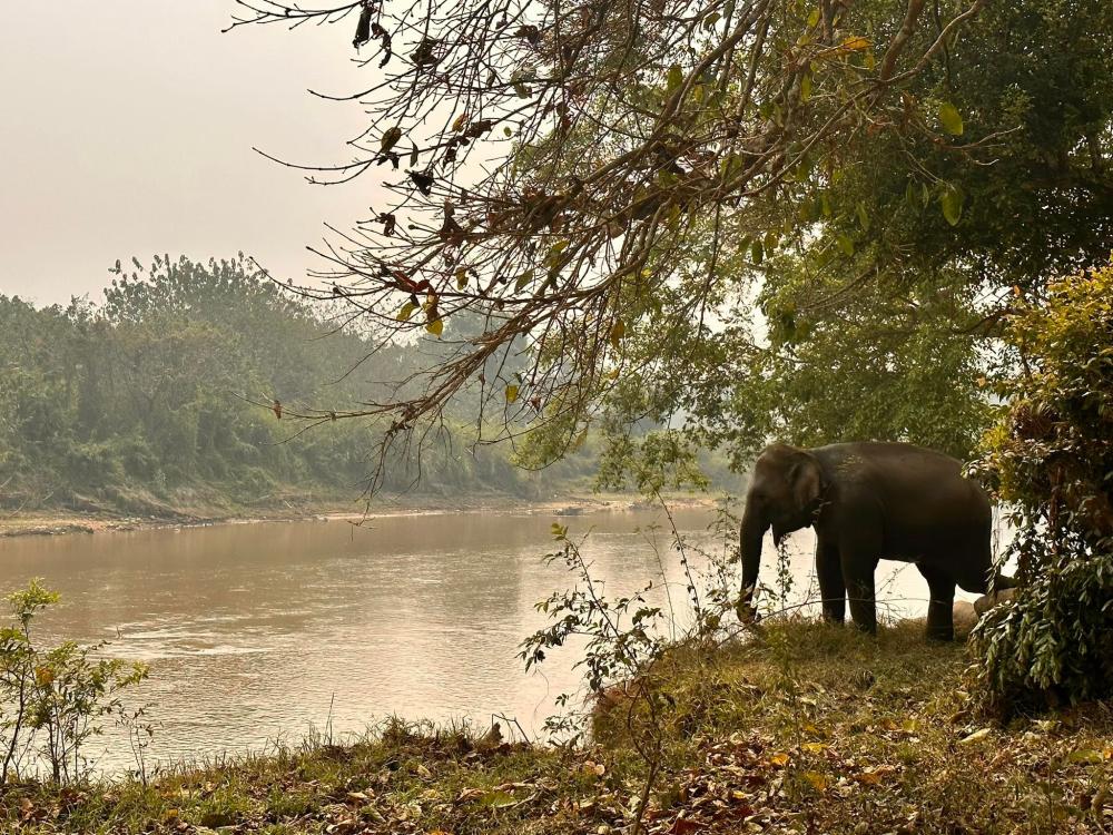Anantara Golden Triangle Elephant Camp & Resort, Chiang-Rai